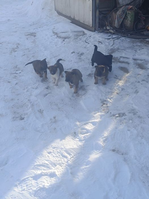 Отдам в хорошие руки!!!