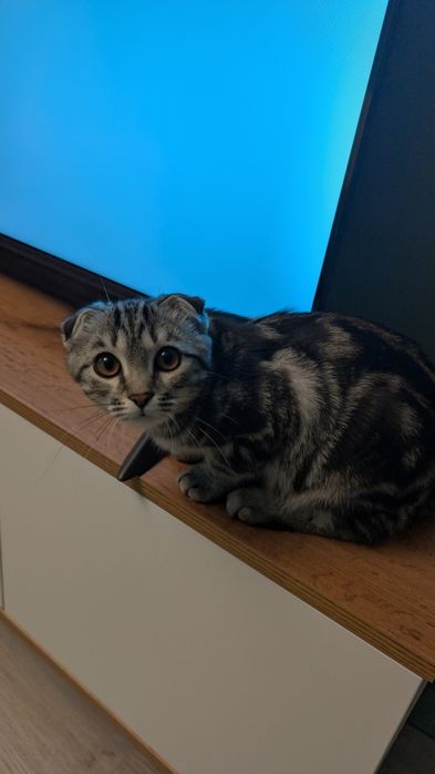 Ищем кота на случку