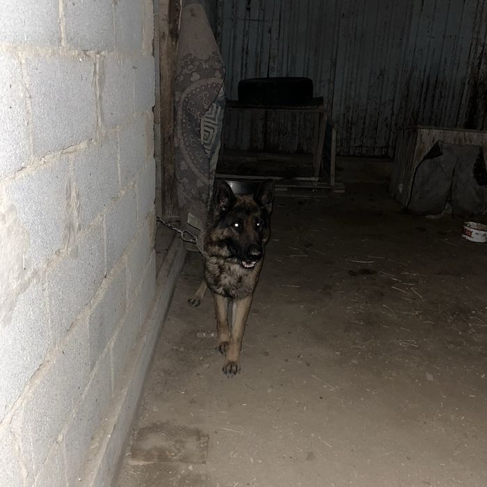 Овчарка сатылады