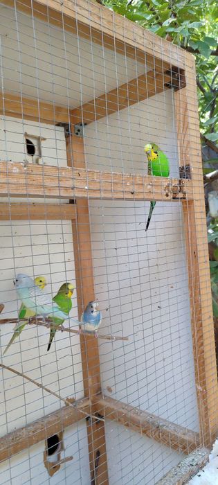 Волнистый кушлар сотилади ! (Уйаси билан)