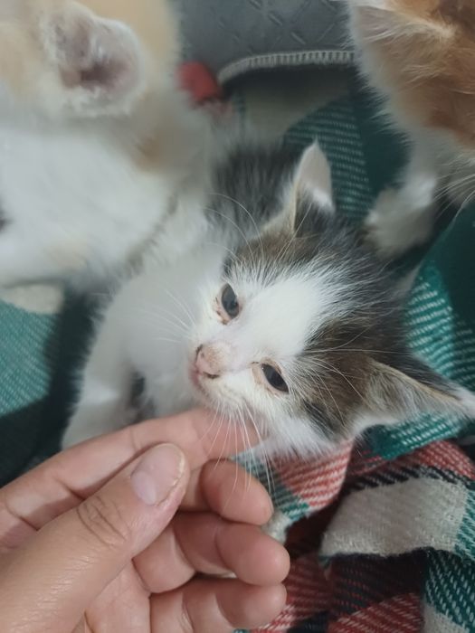 Котята ищут новые семьи