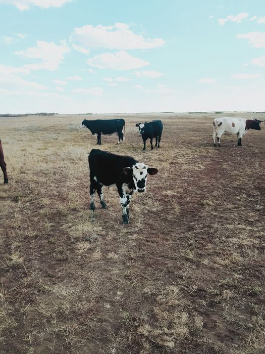 Продам корову с тёленком