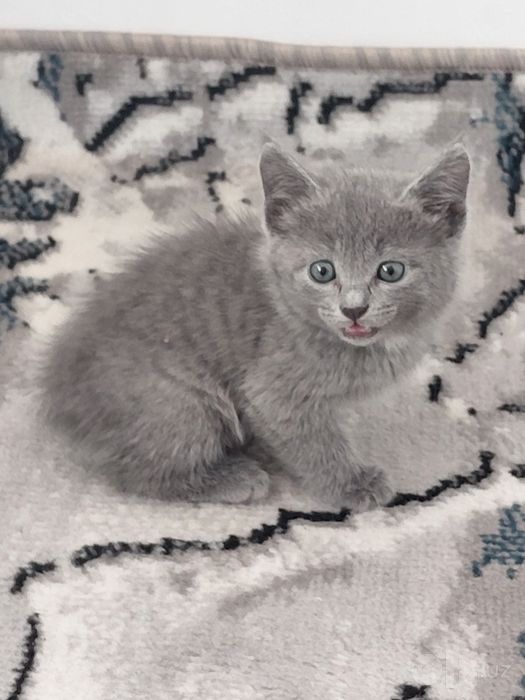Британская кошка