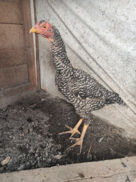 Куры Бойцовый 1 + 1