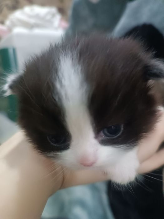 Вислоухие котята