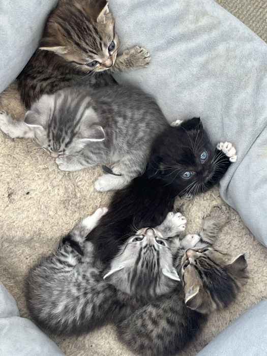 Котята вислоухие британцы помесь с шотландкой