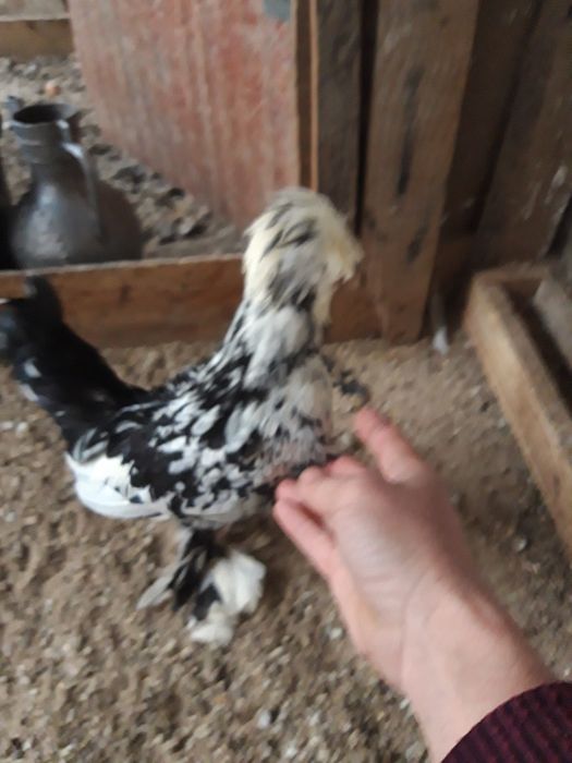 Kareyski yaponcha xoro'zlari sotiladi