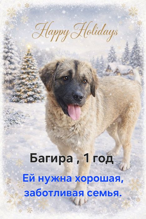 Багира возраст  1 год.