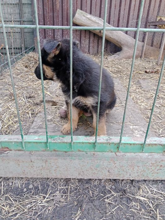 Продаю щенка немец