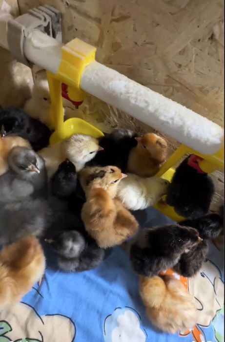 Цыплята домашние недельные