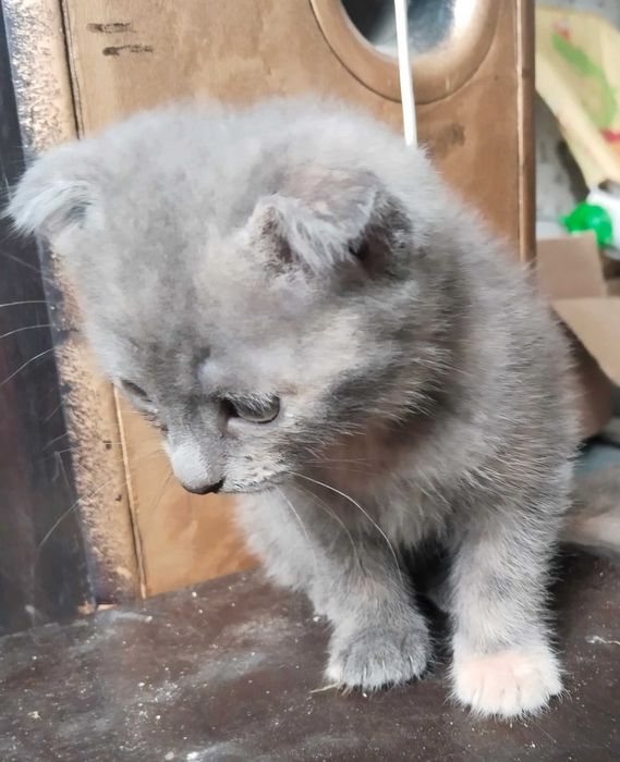 Отдам котят бесплатно