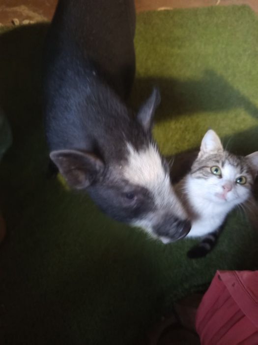 Виетнамско мини прасе