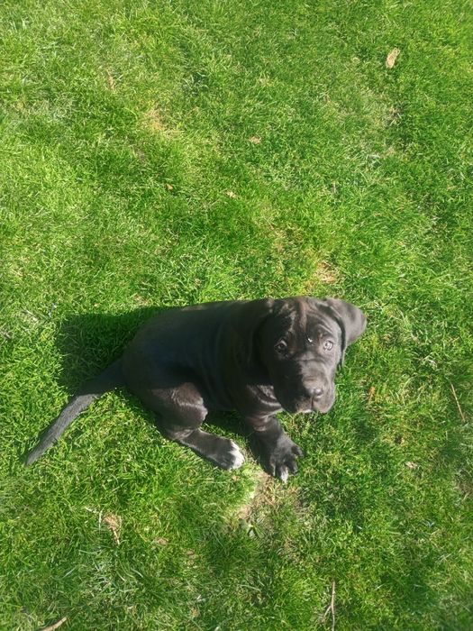 Продавам Кане Корсо