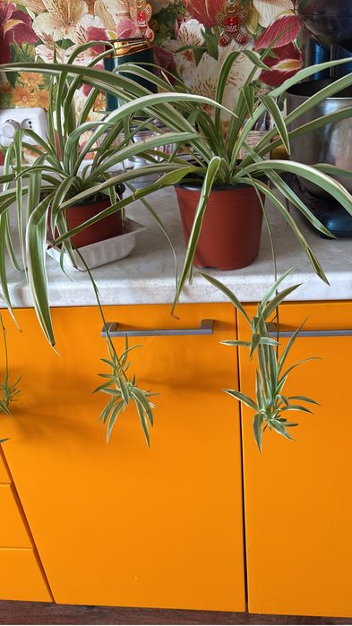 Хлорофитумы и другие цветы