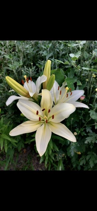 Продам участок 10 соток