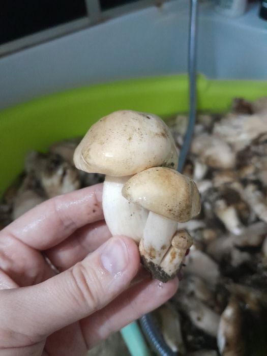 Продам грибы Рядовки/Валуи и грузди