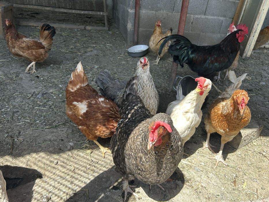 Продам 12 кур 1 петух