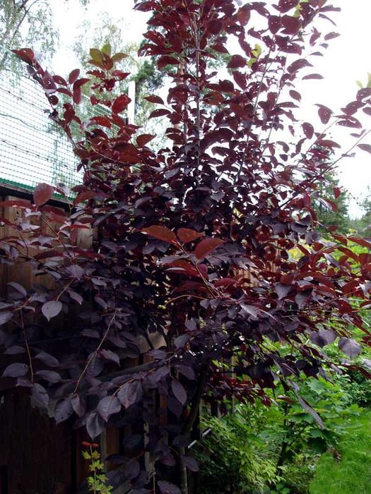 Черёмуха краснолистная и многое другое