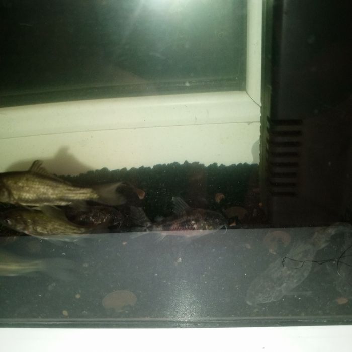 Аквариум с рыбами и декором