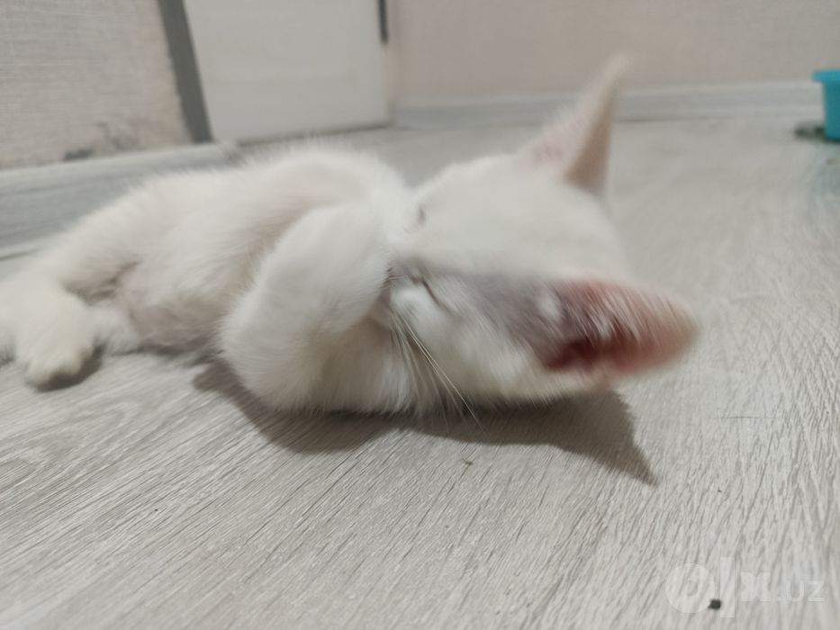 СРОЧНО Пристраивается котёнок