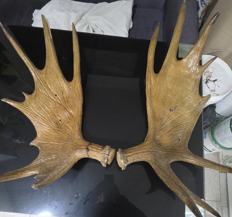 Рога от Лопатар, Елен, Лос