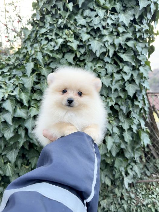 Померан мини момче със втора ваксина