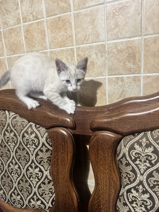 Котенок девочка