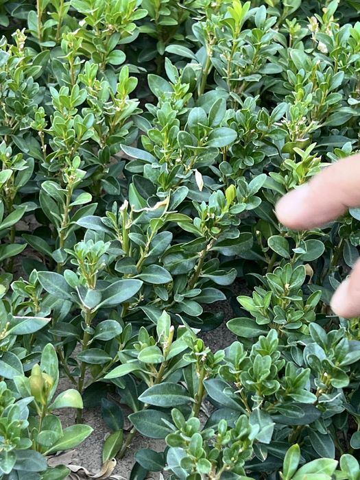 shamshod kochat 1,5 yillik