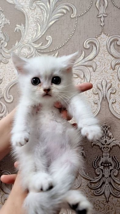 Serebrestiy shinshilla