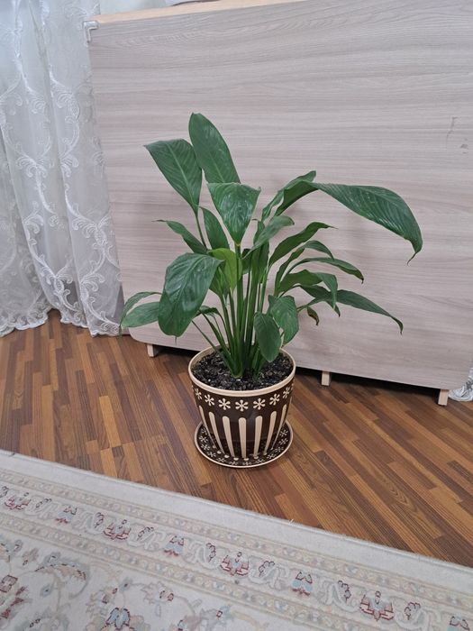 Комнатные растения