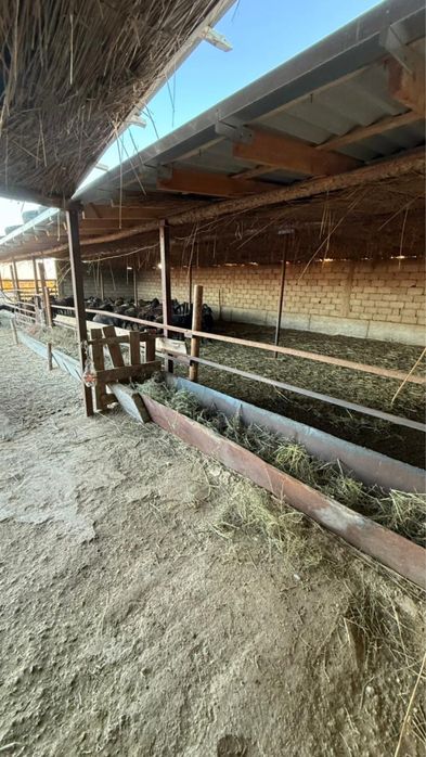 Қора арендаға беріледі