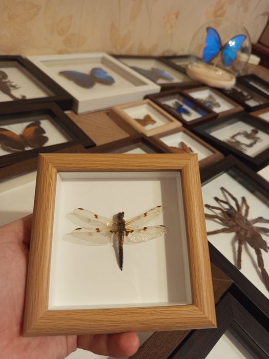 Стрекоза в рамке - подарок к 8 марту