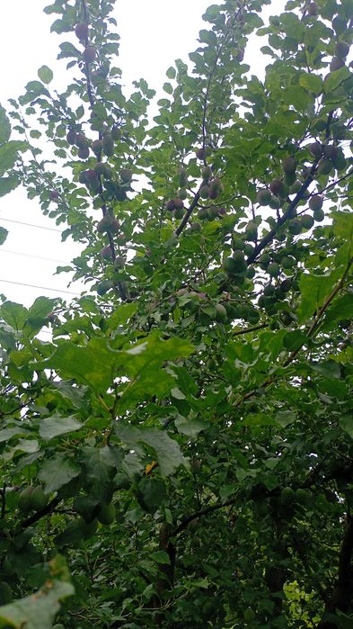 Prune de vânzare