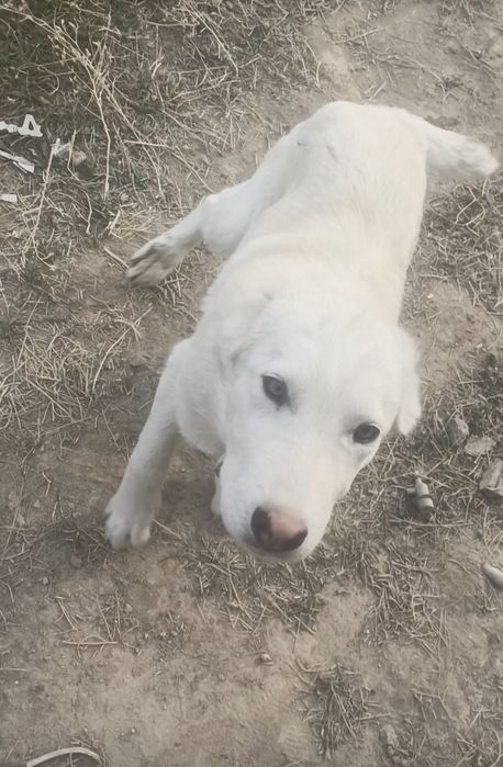 Тобет Казакхский 6 Ай 80000