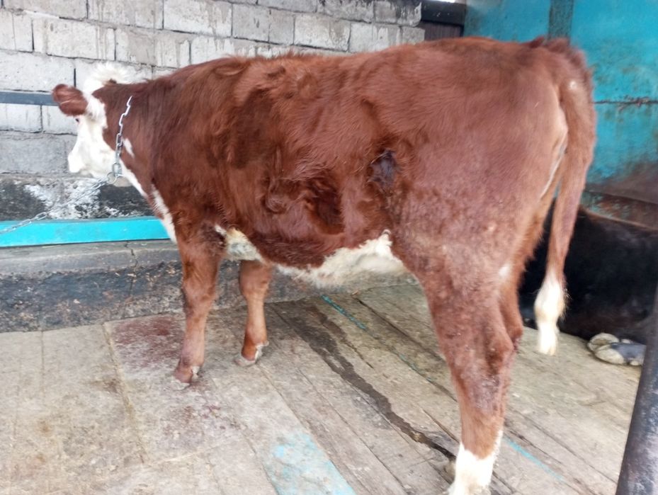 Продам жирную телку