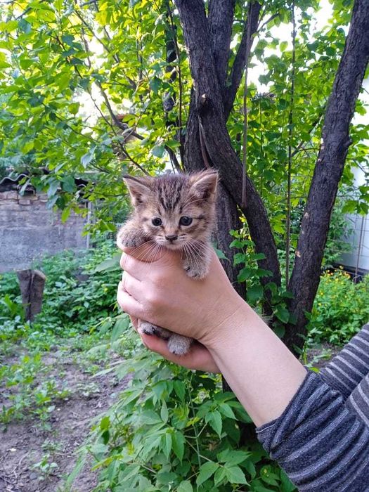 Котята в добрые руки !