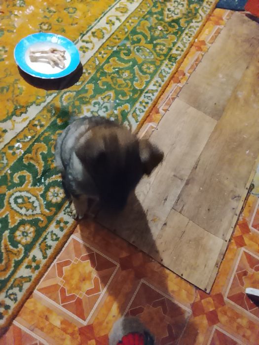 Щенки два месяца помесь хаски с лабрадором срочно