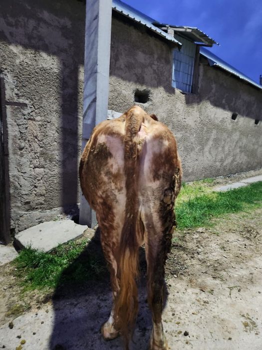 Продается корова,порода сементал