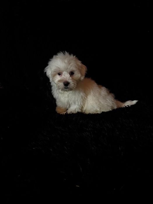 Bichon maltez baiat