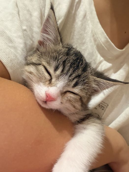 Котенок в добрые руки!