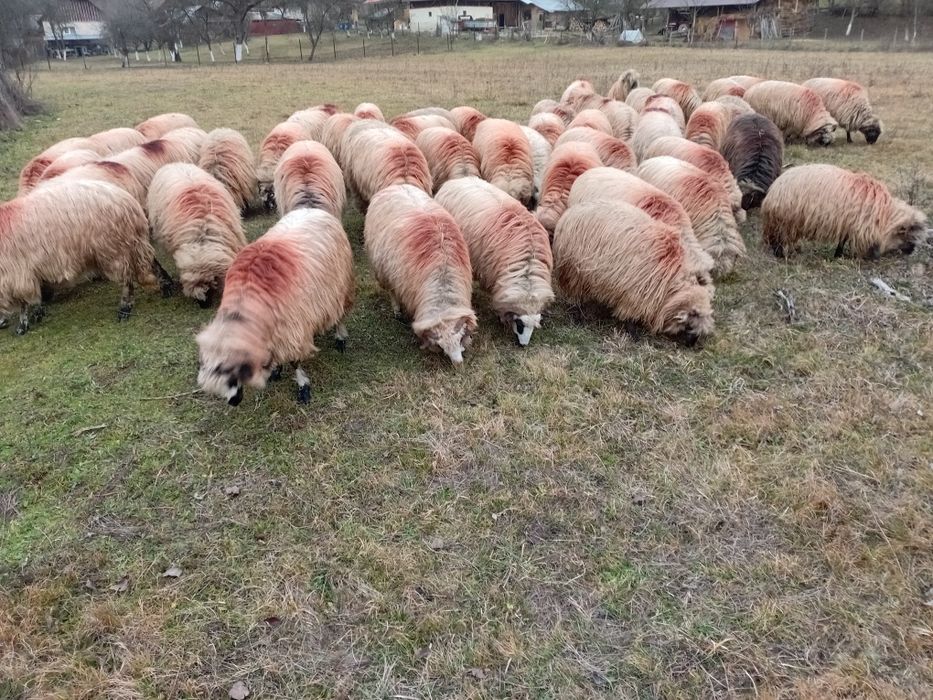 Vand 40 de oii tinere