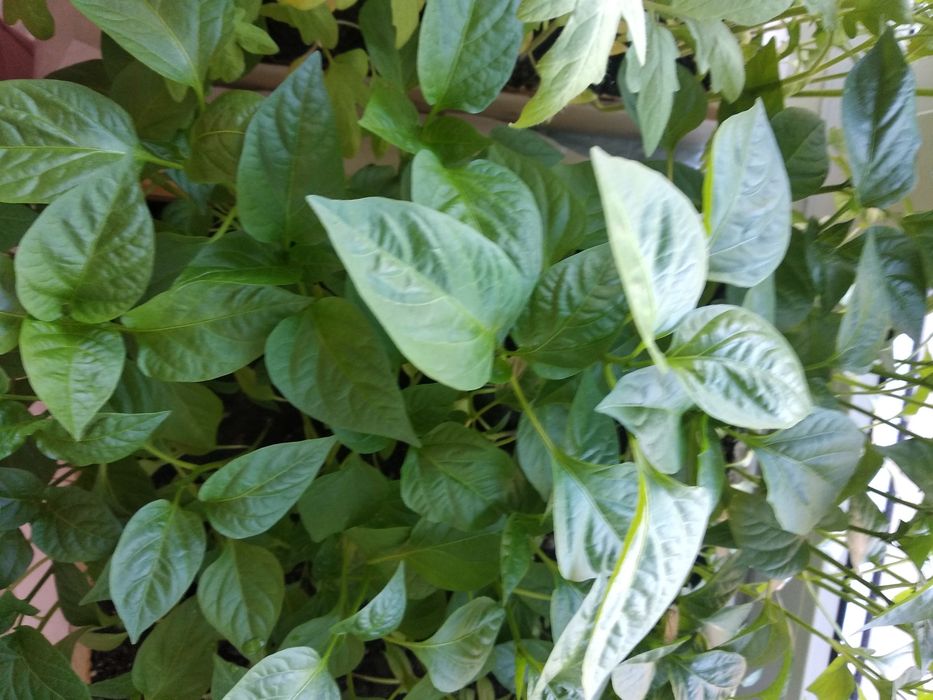 Продам рассаду помидор, перцев