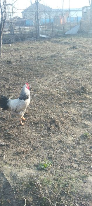 Сатыладыыыыыыыыы