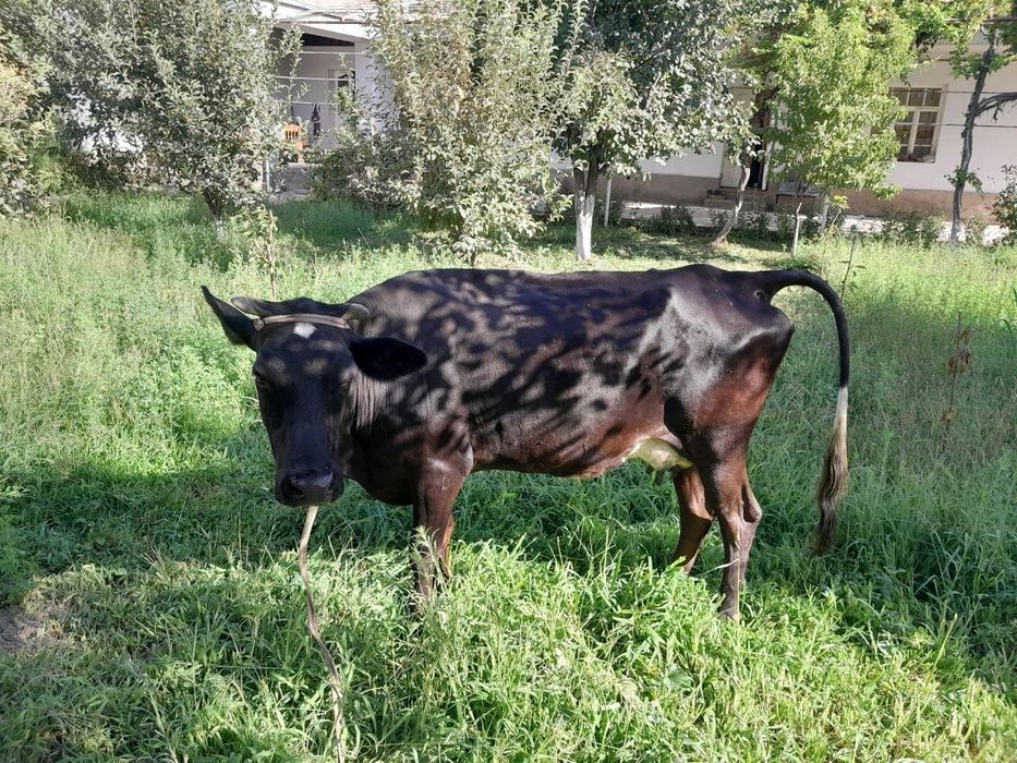 Продаётся корова