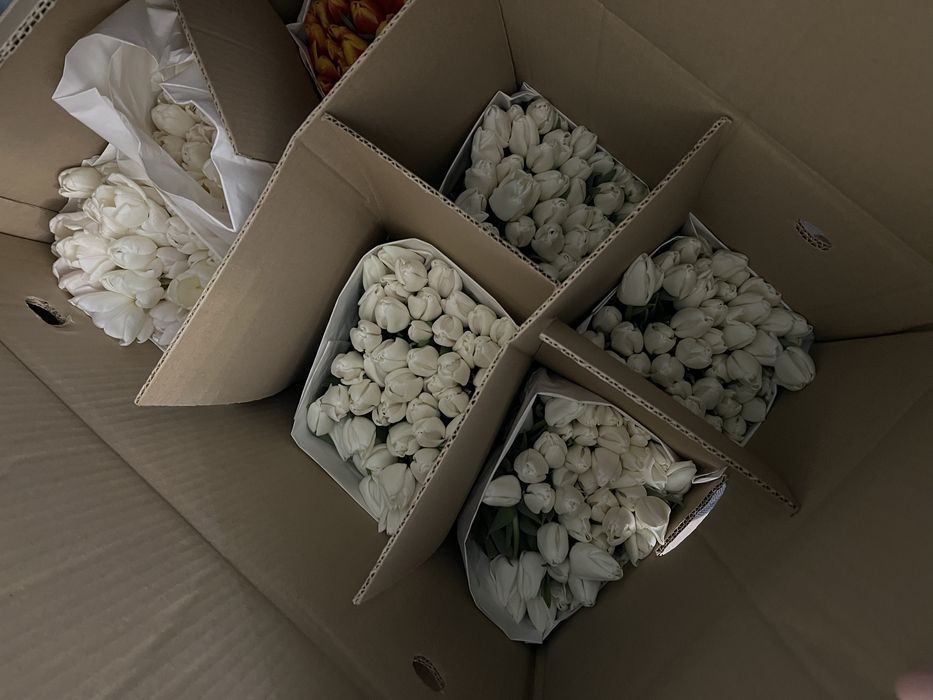 Оптом тюльпаны Астана