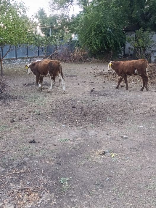 Продам подсосных бычков