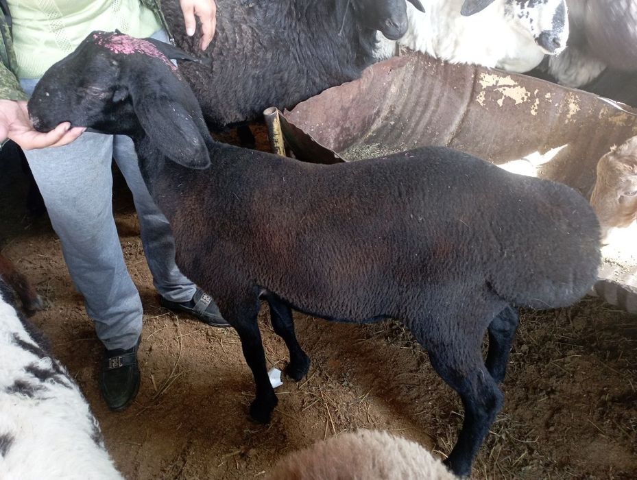 Qassob servis xizmati,sogʻlom boqilgan qo'chqor bor dastafka xizmat ic