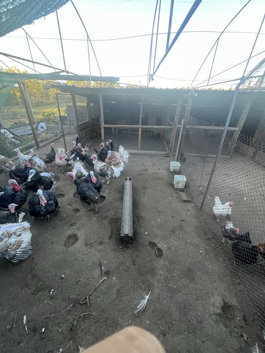 Продавам домашни пуйки