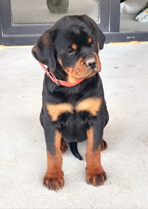 Pui Rottweiler cu pedigree