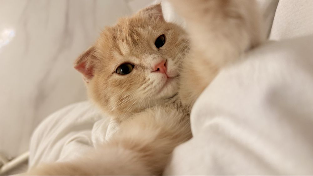 Кошка вислоухая